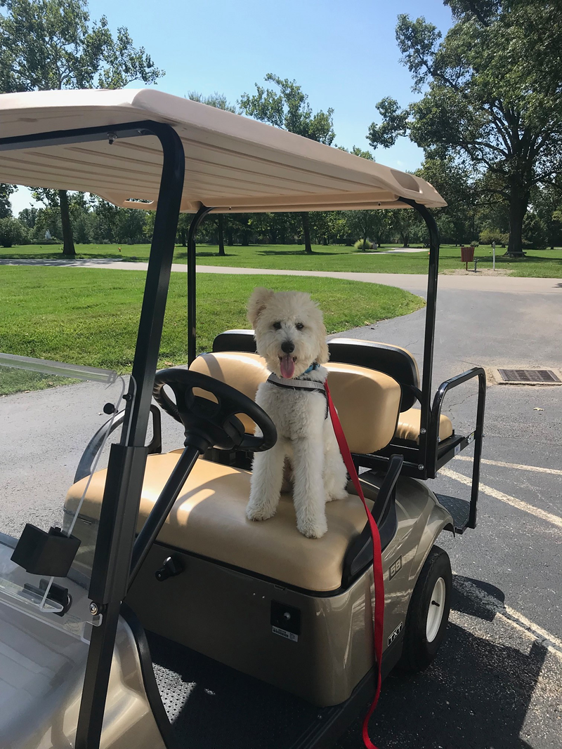 Teddy in a golf cart - Photo: Arlington Memorial Gardens