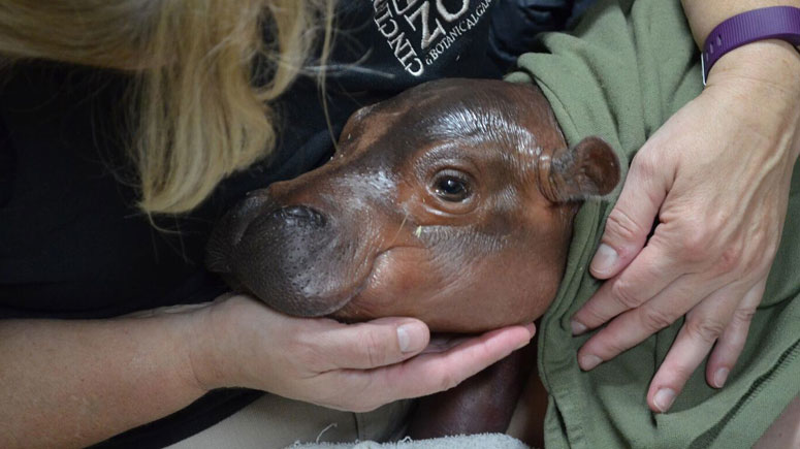Baby hippo Fiona was born six weeks before her due date. - Photo: Cincinnati Zoo