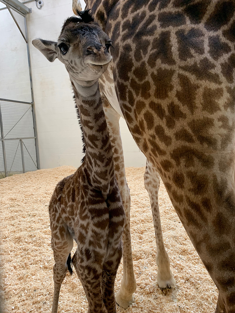 Meet the Cincinnati Zoo's Brand New Baby Giraffe