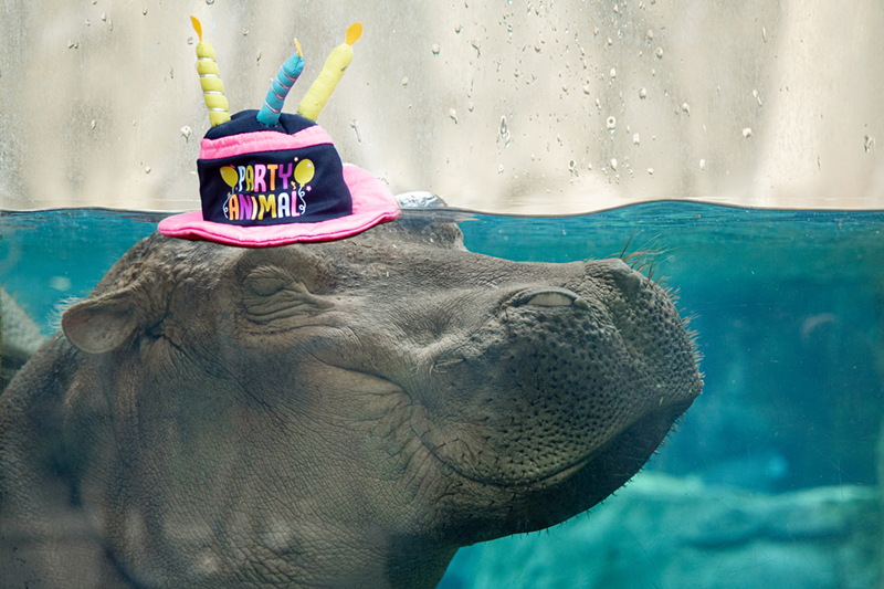 We put a party hat on Fiona because we are hilarious. - Photo: Hailey Bollinger