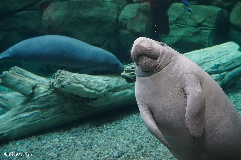 Rehabbed Cincinnati Zoo Manatees Pippen and Truffleshuffle to Be Released Back into Florida Waters