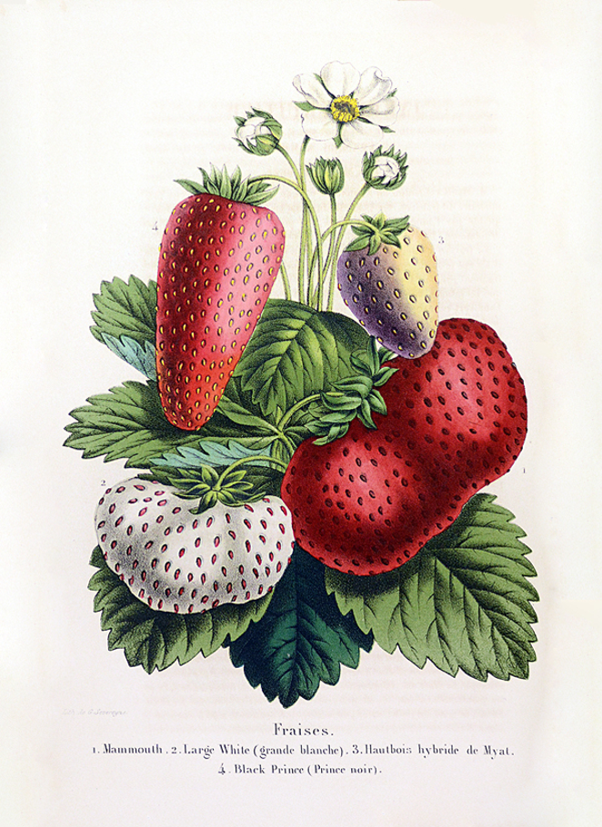 Berries from the book "La Belgique Horticole" - PHOTO: Provided