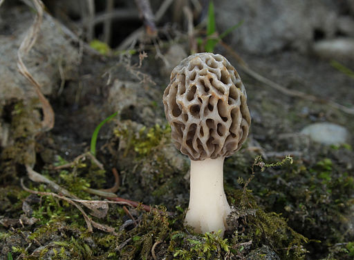 Morel mushroom - H. Krisp / Creative Commons
