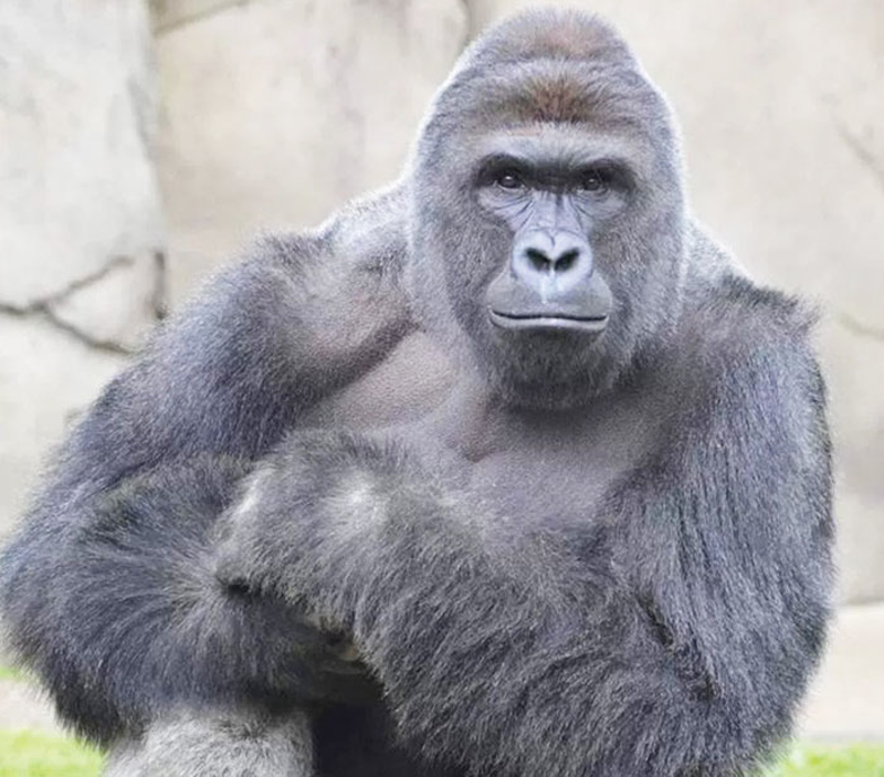 The legend of Harambe lived on this week, as jackasses across the world continued submitting their generally inappropriate tributes to the Cincinnati Zoo's fallen gorilla.