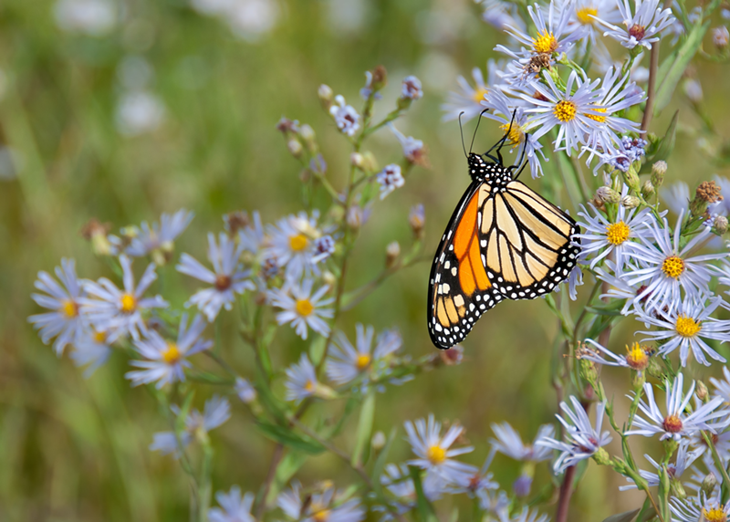 Monarch butterfly - Photo by James Wheeler on Unsplash