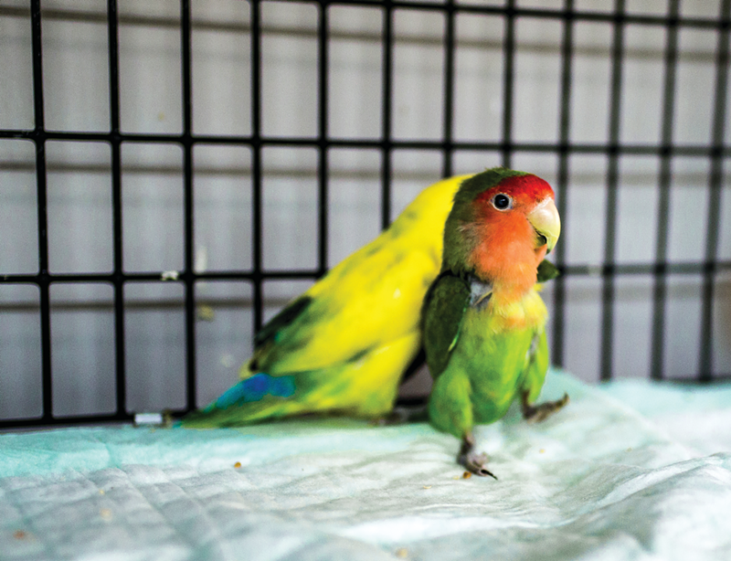 Love bird Tiny and her companion, Topanga, are adoptable as a pair through the Ohio Pet Sanctuary.
