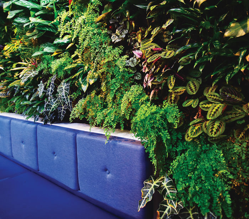 Urban Blooms’ living wall at Hyde Park’s E O Kitchen is the largest of its kind in Ohio.