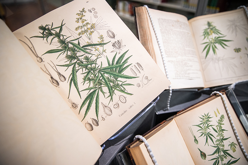 Botanical dictionaries featuring cannabis illustrations from Lloyd Library's 'Through the Rx Bottle' exhibition - Photo: Hailey Bollinger