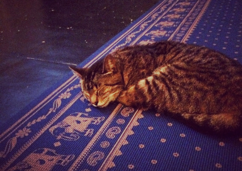 Cat yoga - Photo via The Flying Cat