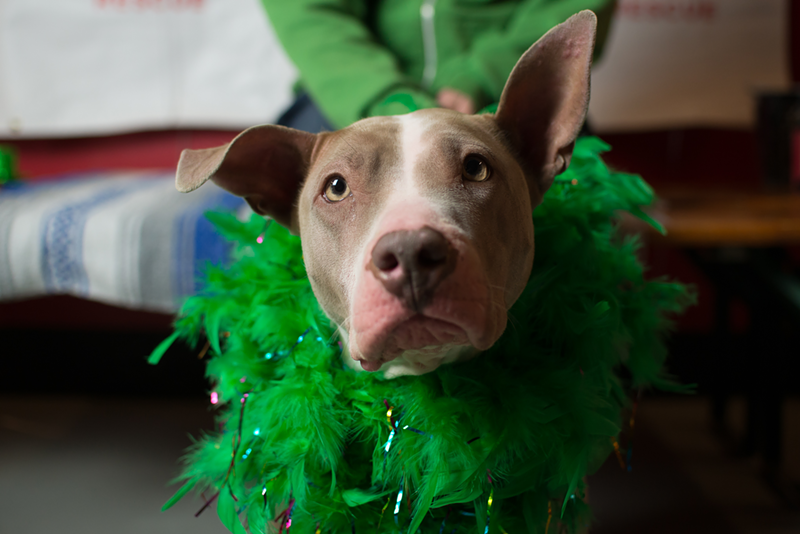 Meet Adoptable Dogs and Raise Funds for Cincinnati's Adore-A-Bull Rescue at the Seventh Annual Pints & Pitties
