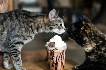 Best Place for Felines and Fraps
