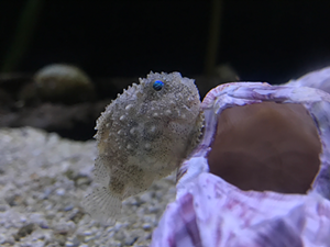 Spiny Lumpsuckers are new to the aquarium. "Their strange name is pretty spot-on as the small fish use a suction cup on their belly to attach to solid surfaces like rocks and seaweeds," reads a release. - Photo: Provided by Newport Aquarium