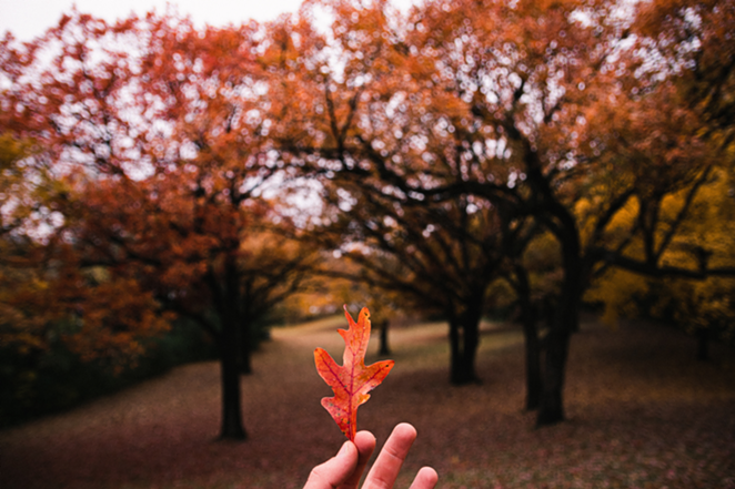 So it finally feels like fall. And we all want to know, how long is it going to stay like this? - Photo: Ben Hershey on Unsplash