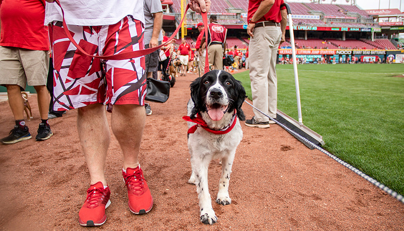 Bark in the Park - Photo: Provided by the Cincinnati Reds