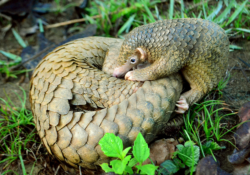 After SARS-CoV-2 began spreading, researchers identified related viruses in pangolins, such as this Malayan pangolin (Manis javanica) confiscated in an animal smuggling ring in Kuala Lumpur. The finding led some experts to suspect that infected pangolins may have helped the coronavirus jump to people, but subsequent studies suggest pangolins are not directly involved. - PHOTO: CC 4.0/GREGG YAN