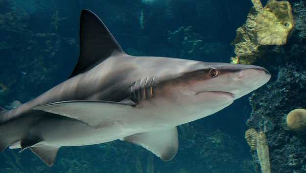 Newport Aquarium Kicks Off 'Shark Summer' with Arrival of Two New Sandbar Sharks