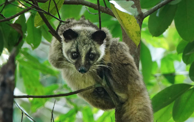 Coronavirus-infected masked palm civets, such as this Paguma larvata spotted in Myanmar, from a live animal market were initially linked to the 2003–2004 SARS outbreak. - Photo: REJOICE GASSAH/INATURALIST.ORG (CC BY 4.0)