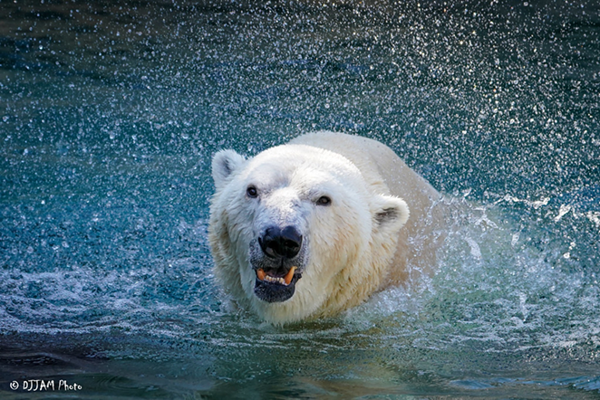 Little One the polar bear - Photo: DJJAM Photo