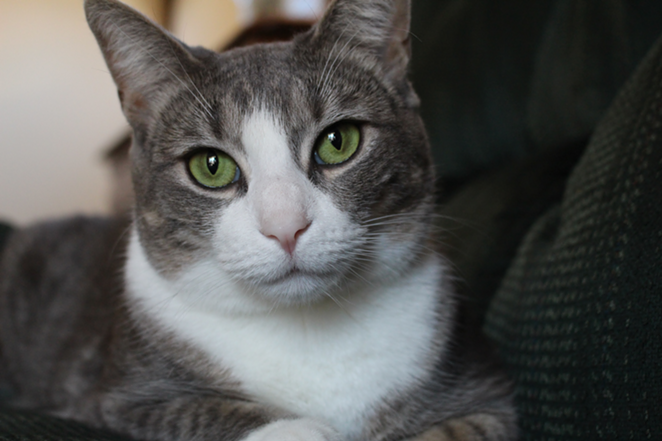 Stock photo of a grey-and-white shorthaired cat, possibly similar looking to the feline victim described in the attack - Photo: Haley Owens/Unsplash
