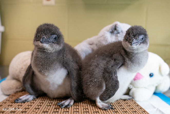 The zoo's new little blue penguins Mars and Rover - Photo: Provided by the Cincinnati Zoo
