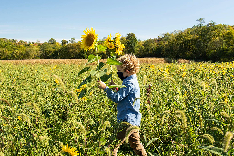 The 24th-annual Sunflower Festival takes place Oct. 2 and 3 at Gorman Heritage Farm. - Photo: Gorman Heritage Farm
