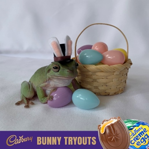 Betty the bunny - Photo: Cadbury