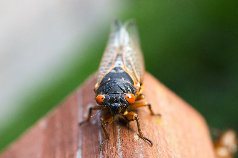A cicada - Photo: Michael Kropiewnicki from Pexels