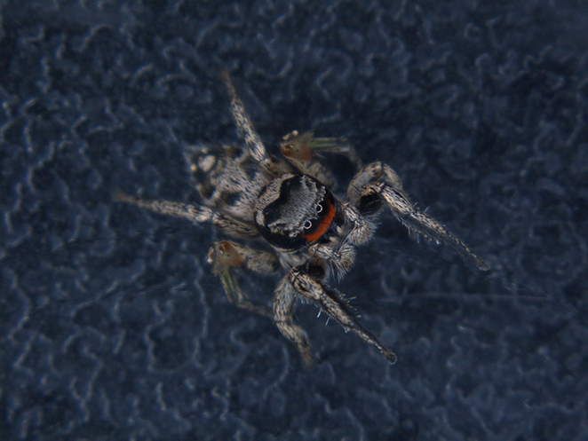 Habronattus coecatus male, sporting the signature red face as well as green legs and orange knees (on the third legs). - Photo: Jenny Sung