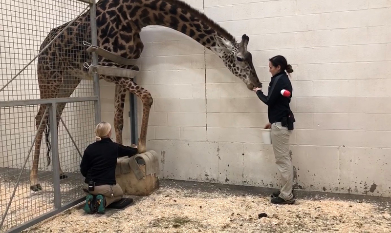 Giraffe pedicure - Photo: Provided by the Cincinnati Zoo