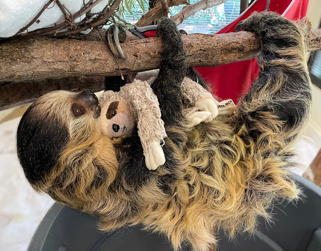Lightning practicing motherhood with a stuffed sloth - PHOTO: CINCINNATI ZOO FACEBOOK
