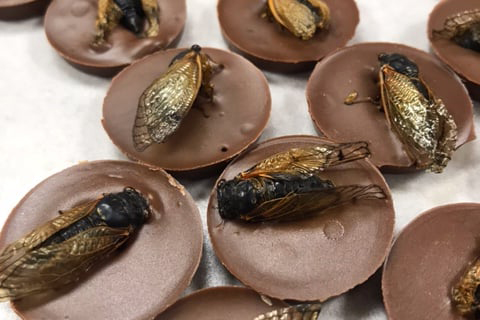 Cicada-topped chocolate - Photo: Facebook.com/TheFawnCandy