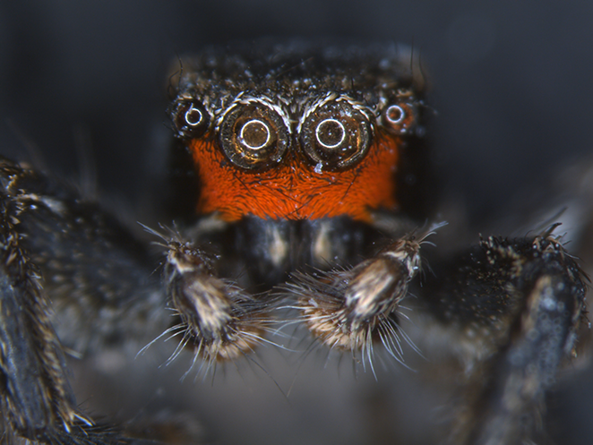 The Habronattus coecatus male face is black, red and tan — a thin line starts at the ventral/bottom edge of the carapace and goes to the two sides of the face, before the chelicerae/fangs start. - Photo: Jenny Sung