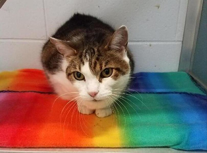 Tony, who is 10 years old, is waiting for you at Kenton County Animal Services. - Photo: Kenton County Animal Services