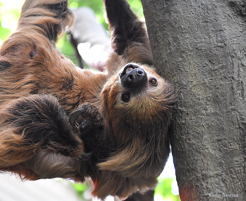 Lightening the sloth - Photo: Provided by Cincinnati Zoo