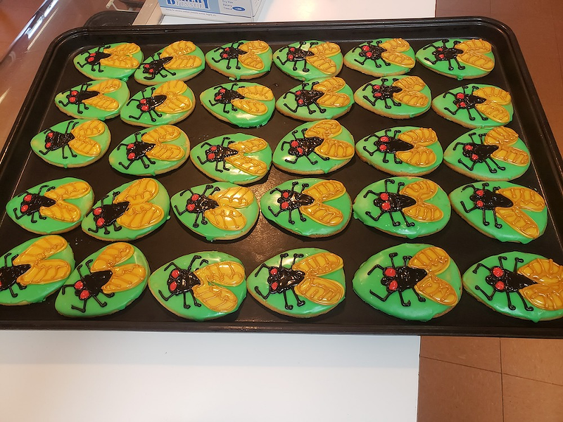 Cicada cookies - Photo: Sweet Sinsations