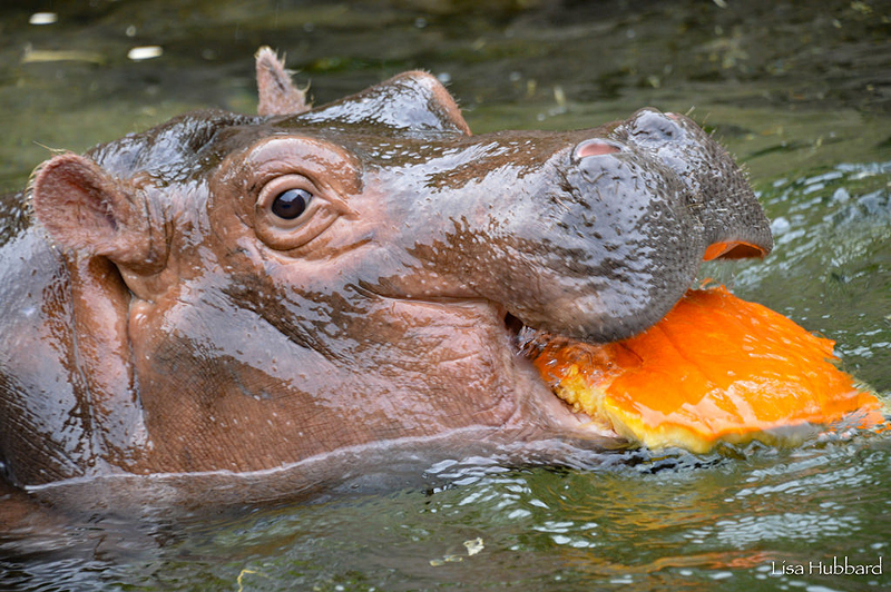 Fiona the hippo enjoying a pumpkin during HallZOOween at the Cincinnati Zoo - Photo: Lisa Hubbard/Cincinnati Zoo