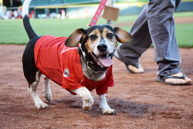 Are you a Cincinnati Reds fan? You may be a fitness freak, you dog. - PHOTO: CINCINNATI REDS
