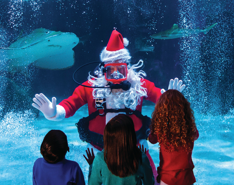 Scuba Santa will be returning to the Newport Aquarium this year, the day after Thanksgiving. - Photo: Provided by The Newport Aquarium