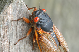 Periodical cicada - Photo: Janetandphil/CC by-NC-ND 2