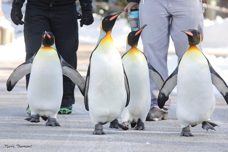 March alongside penguins this winter at the Cincinnati Zoo’s Penguin Days - Mark Dumont