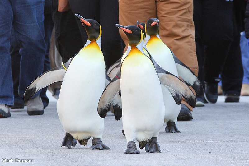 Penguins on parade during Penguin Days at the Cincinnati Zoo - PHOTO: MARK DUMONT