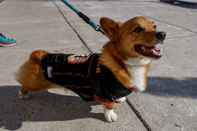 Even this dog knows not to count the Cincinnati Bengals out. - Photo: Adam Doty