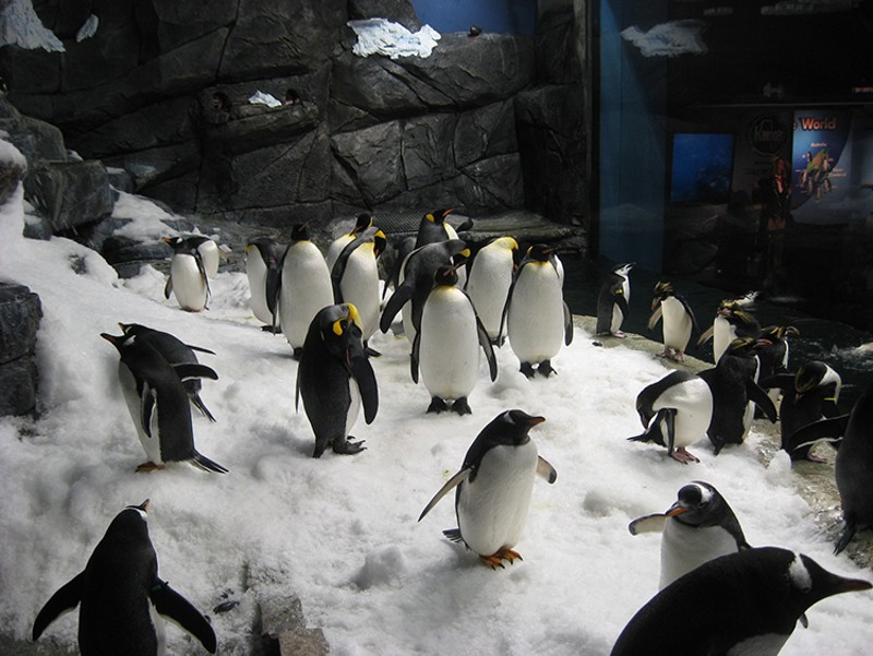Penguins playing in the snow in the Penguin Palooza exhibit at Newport Aquarium. - Photo: Newport Aquarium