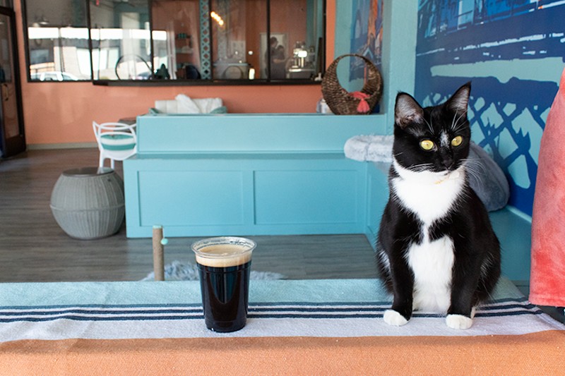 Drinks are allowed in the cat room, but not food. - Photo: Danielle Schuster