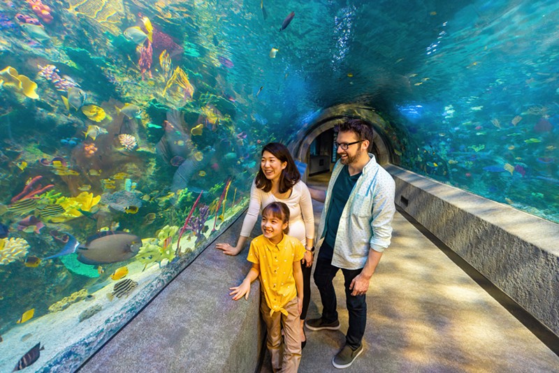 The new coral reef tunnel provides all-encompassing views of reef life. - Photo: provided by Newport Aquarium