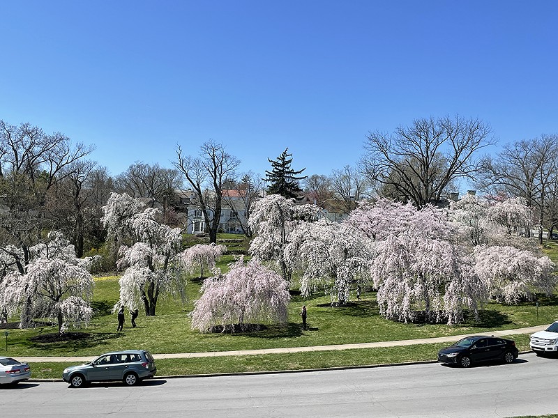 When to See Hundreds of Japanese Cherry Blossom Trees Bloom in Ault Park (2)
