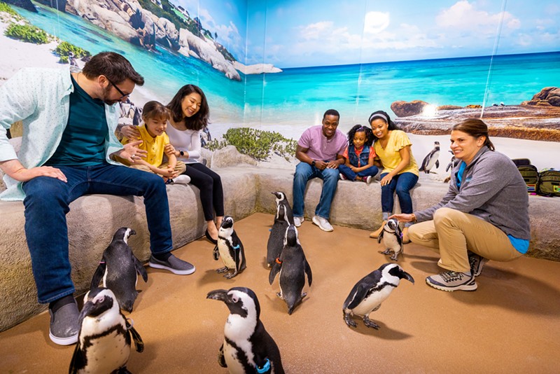The Newport Aquarium's warm-weather African penguin encounter. - PHOTO: PROVIDED BY NEWPORT AQUARIUM