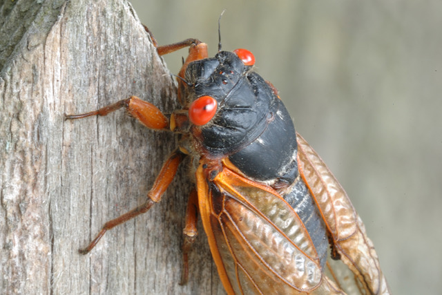 Cicadas may be emerging soon in the Tri-State area - PHOTO: JANETANDPHIL/CC BY-NC-ND 2