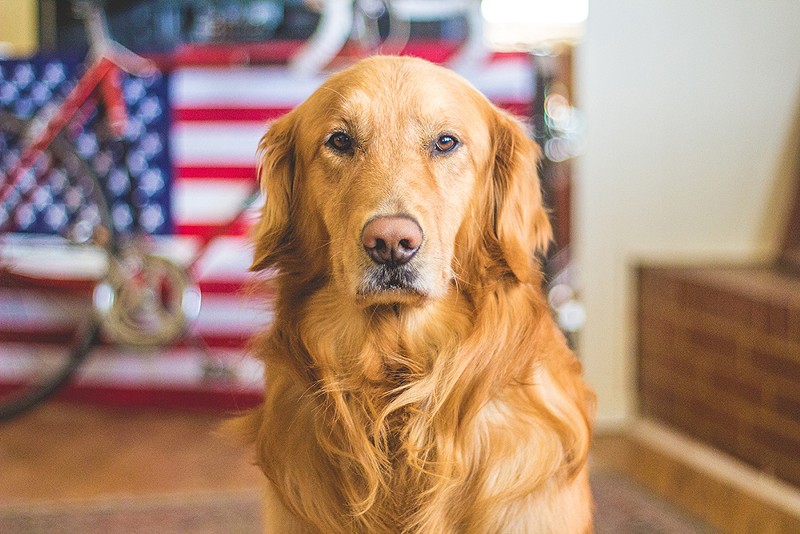 Dogs don't like the Fourth of July.  - Photo: Caleb Fischer, UNSPLASH