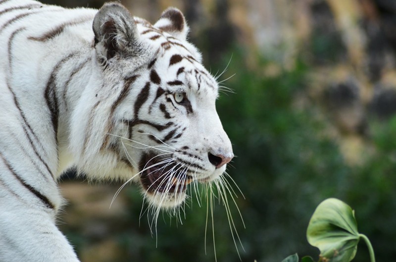 The Cincinnati Bengals presumably will take elements of the white tiger's look for the team's new helmets in 2022. - Photo: Juan Camilo Guarin, Unsplash